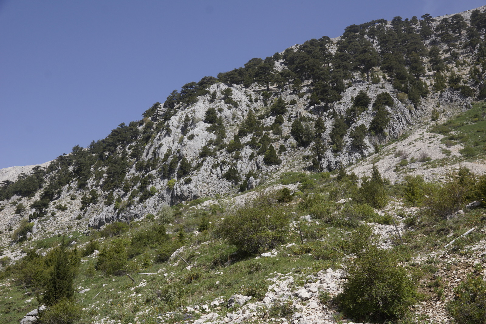 Anatolian Steppe Viper (Vipera anatolica senliki) type locality Antalya Province, Turkey (7)